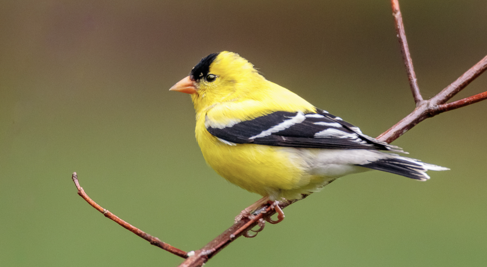 yellow bird 